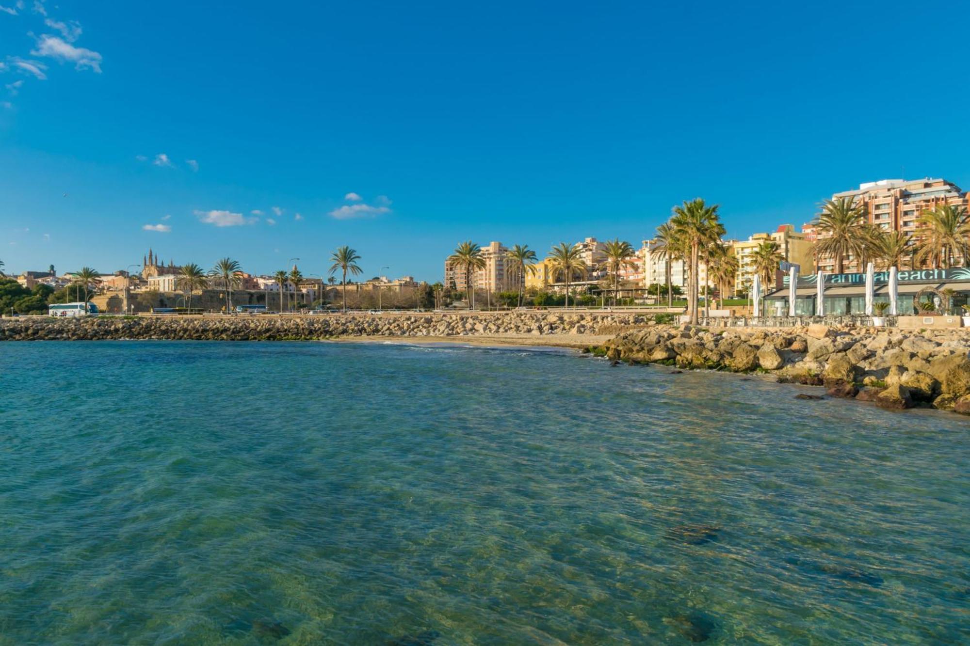 Teulera * Palma de Maiorca